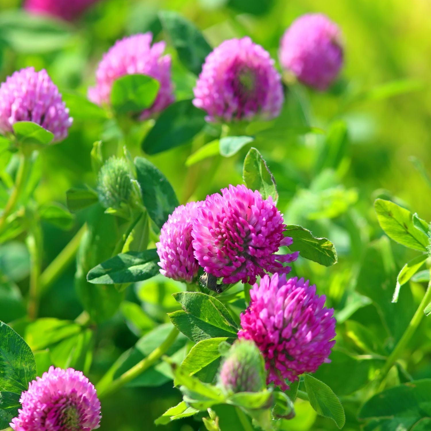 Red Clover in Traditional Chinese Medicine: A Comprehensive Guide