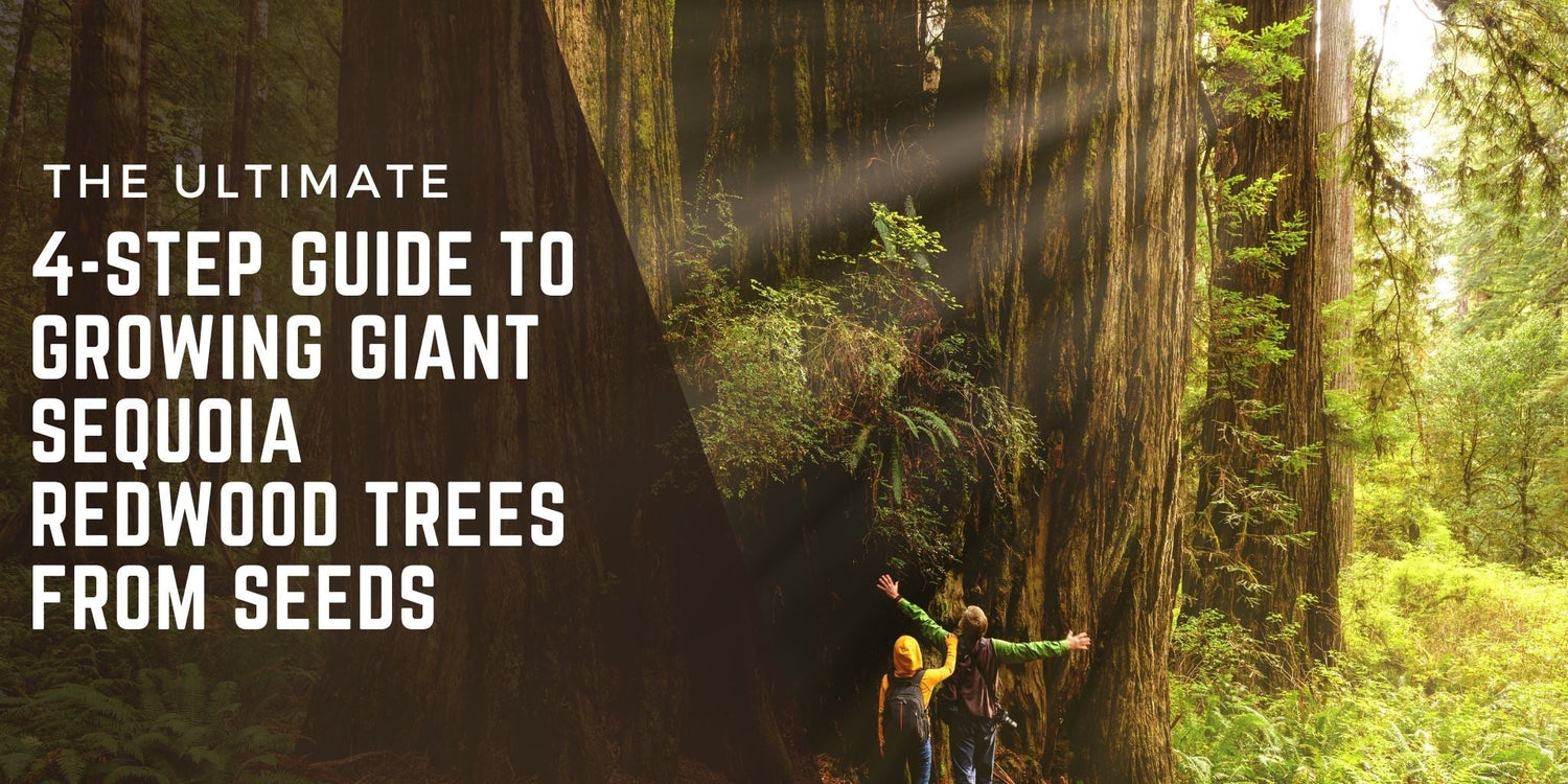 Two children stand at the base of towering Giant Sequoia trees in a sunlit forest. Text overlay reads: ‘The Ultimate 4-Step Guide to Growing Giant Sequoia Redwood Trees from Seeds.