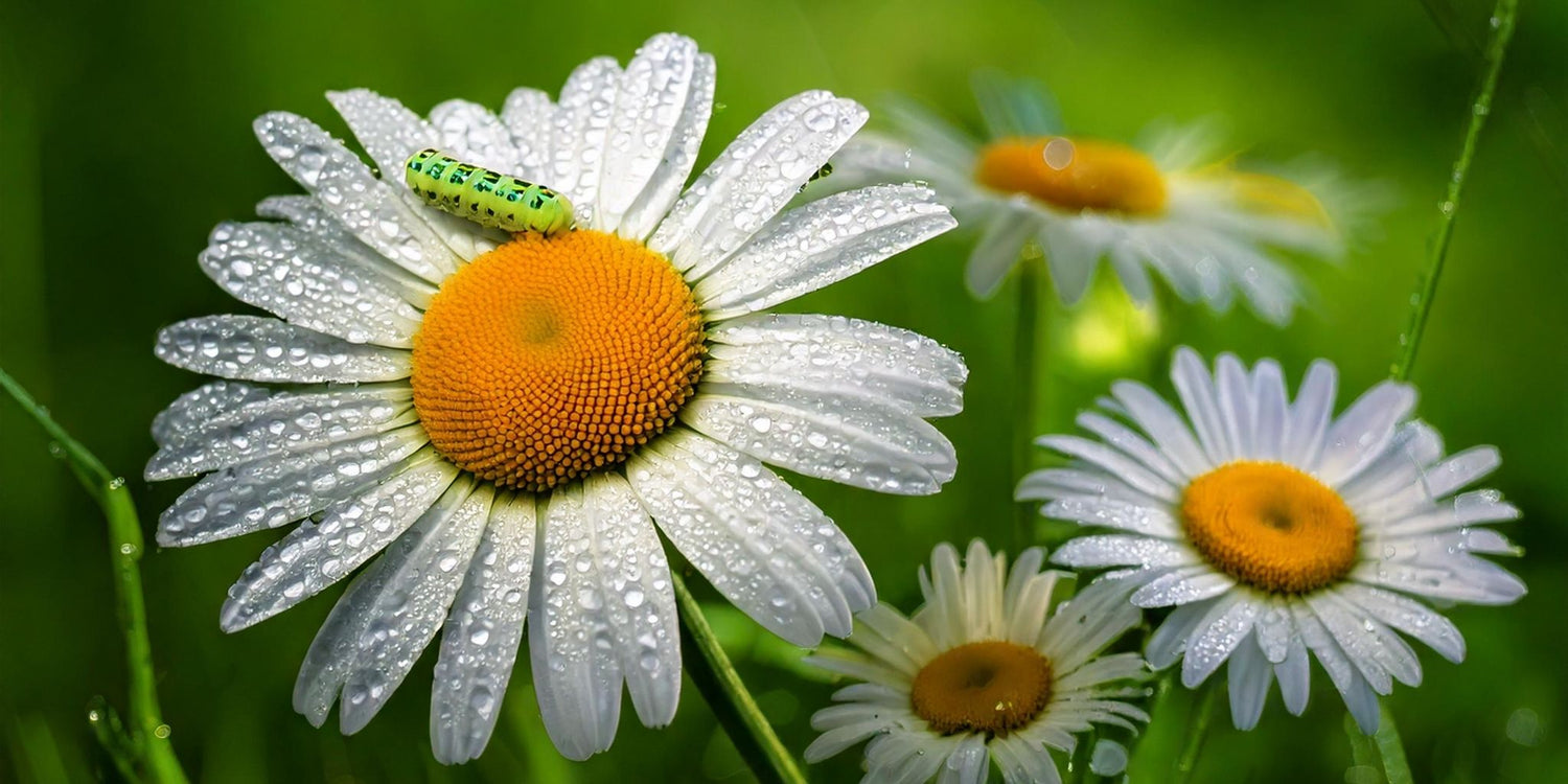 Close-up of dewy chamomile flowers with white petals and vibrant yellow centers, set against a lush green background.