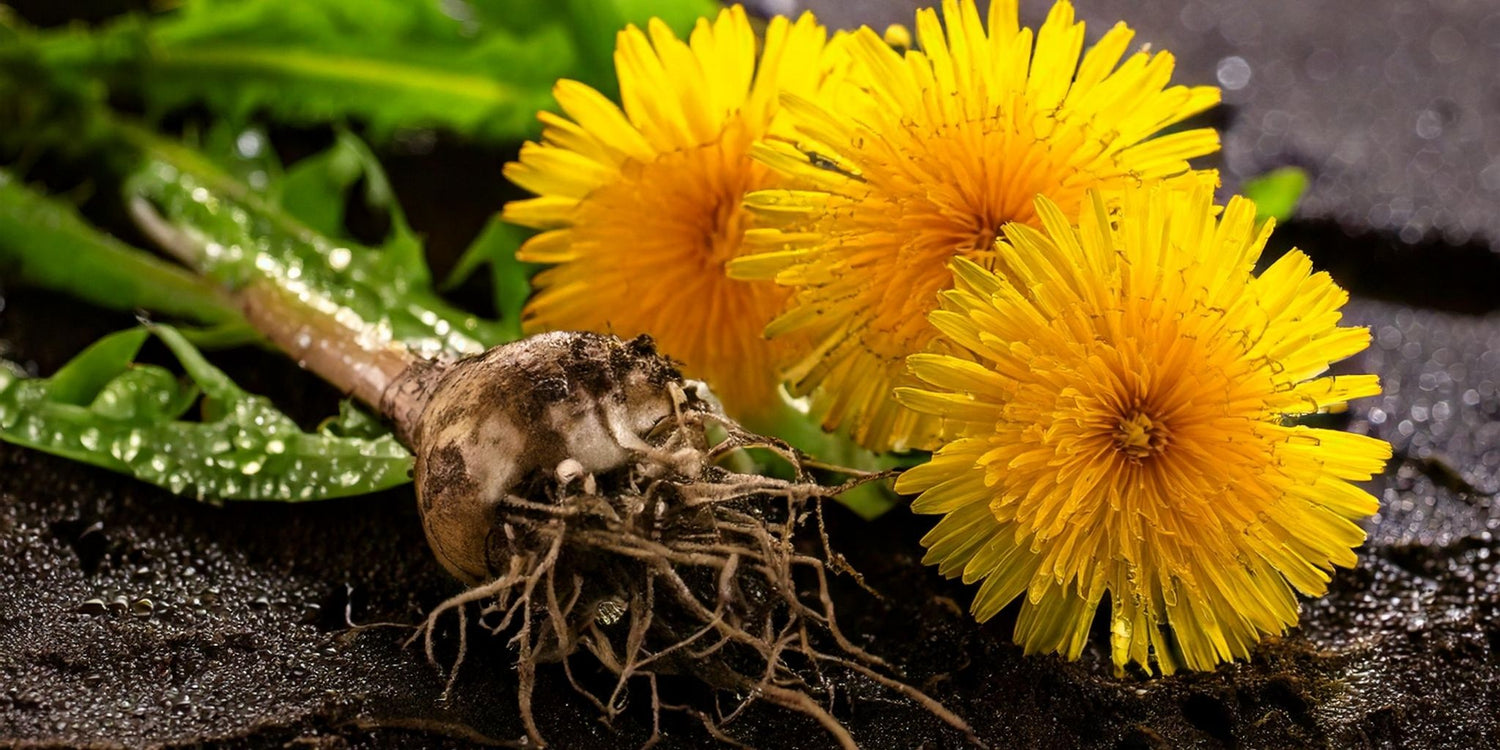 A close-up of freshly harvested dandelion roots alongside vibrant yellow dandelion flowers and lush green leaves, resting on moist, dark soil.