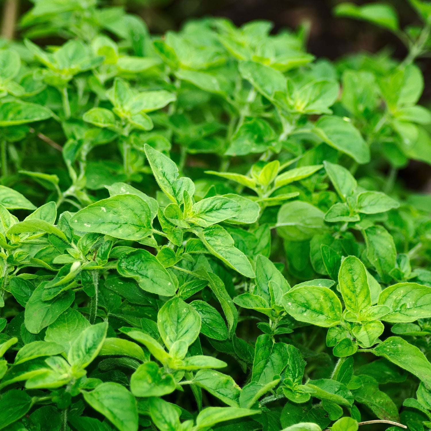 The Versatile Herb: Historical and Modern Uses of Oregano