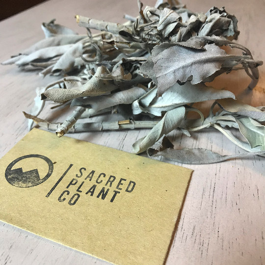 White Sage: Ancient Herb, Modern Cleansing Rituals