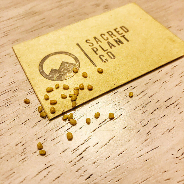 Growing Screwbean Mesquite From Seeds