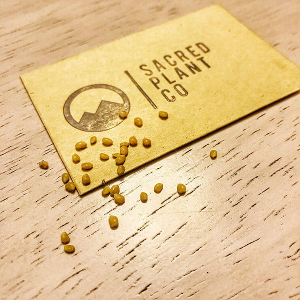 Growing Screwbean Mesquite From Seeds