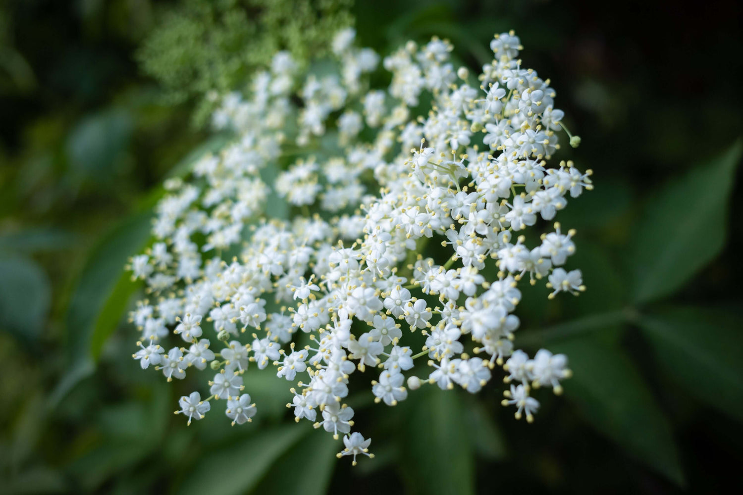 Elder Flower: Timeless Bloom of Wellness & Elder Flower Refreshment Tea Recipe