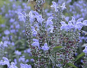 How to Grow Hoary Skullcap From Seed