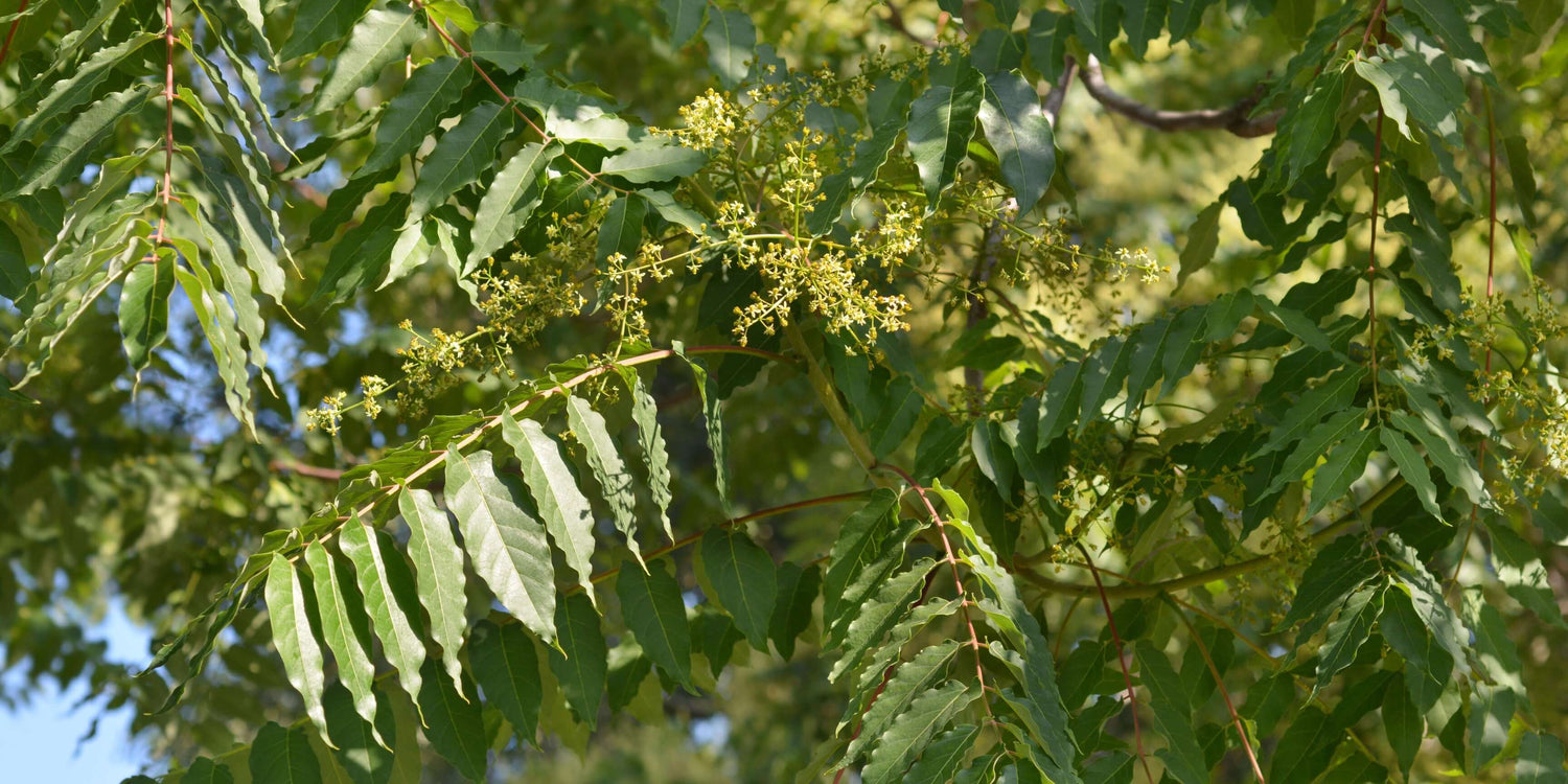 A Beginner's Guide to Planting Tree of Heaven Seeds: Benefits, Tips, and Warnings
