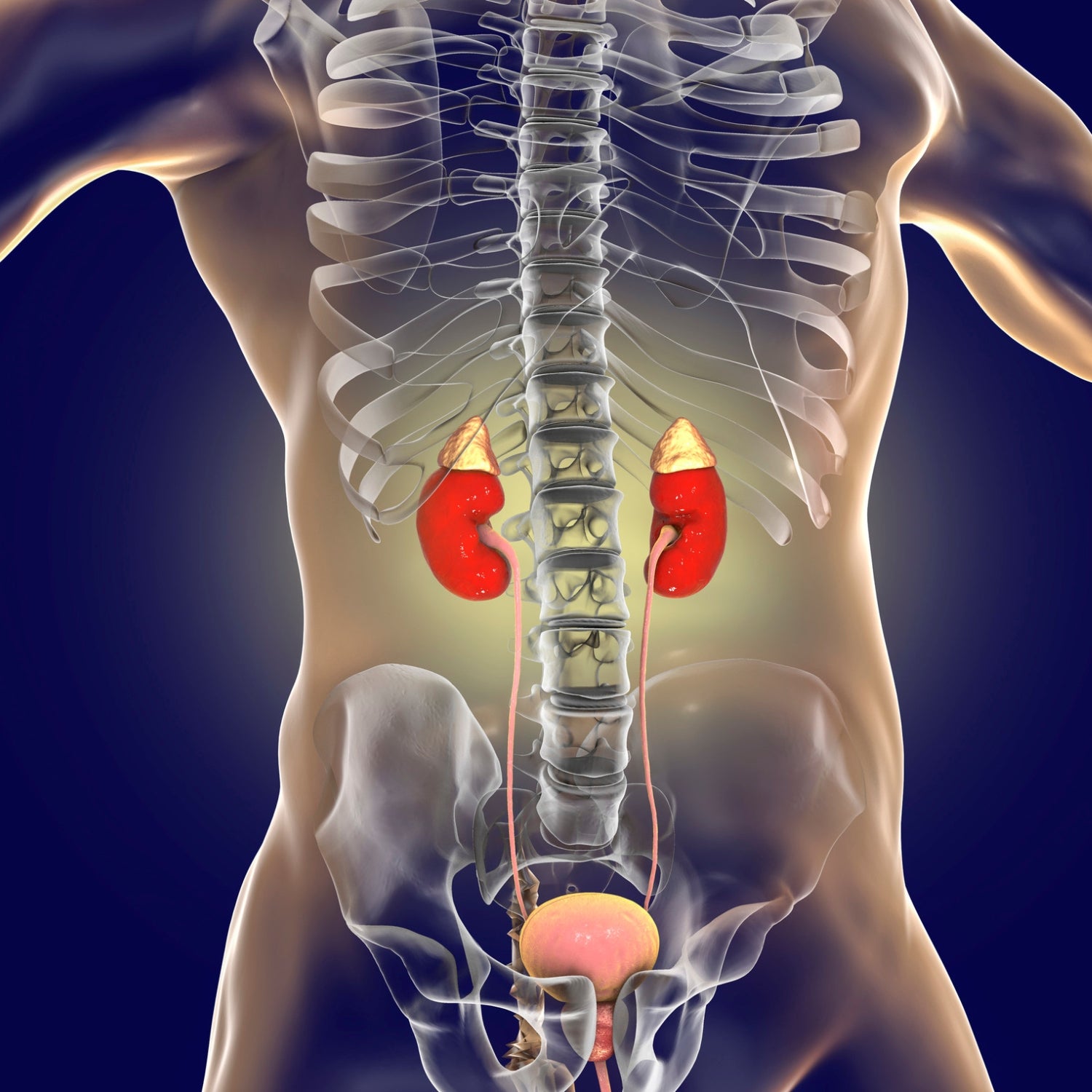 Vital Nutrients for Adrenal Support: Harnessing the Power of Herbs