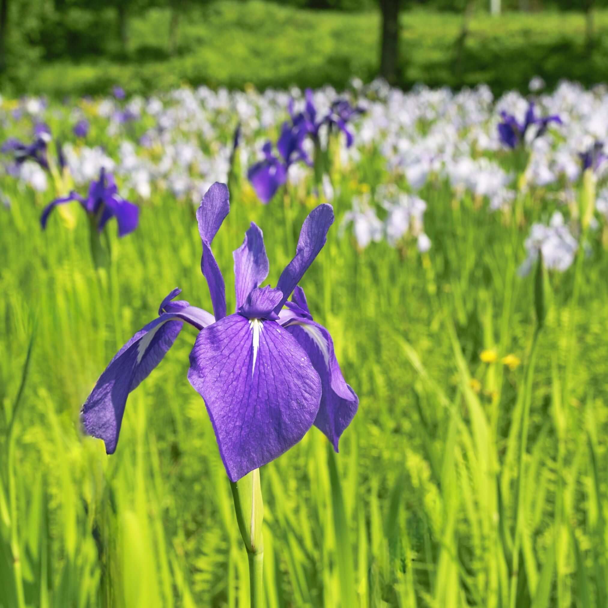 From Ancient Remedies to Modern Wellness: The Versatile Calamus Root