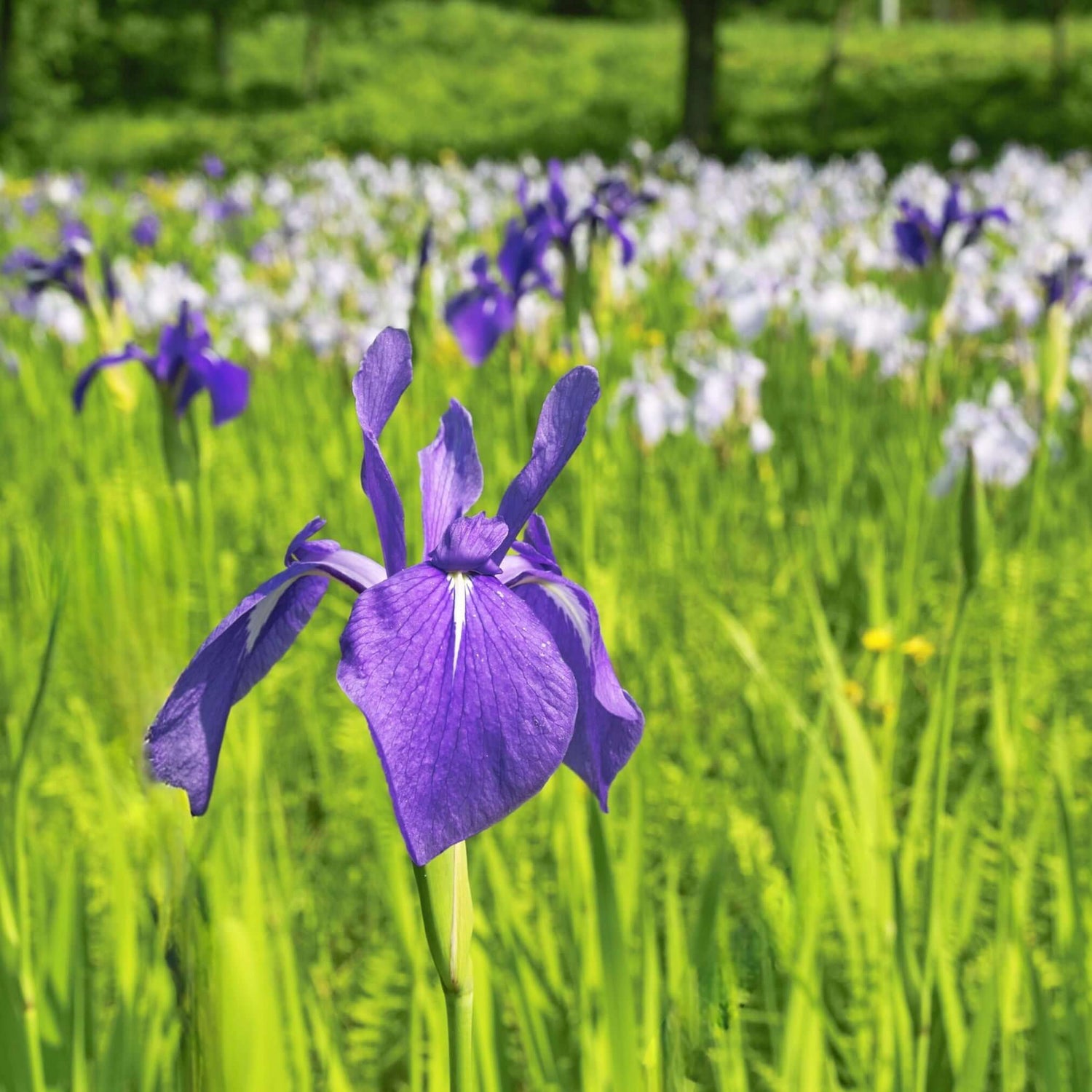 From Ancient Remedies to Modern Wellness: The Versatile Calamus Root