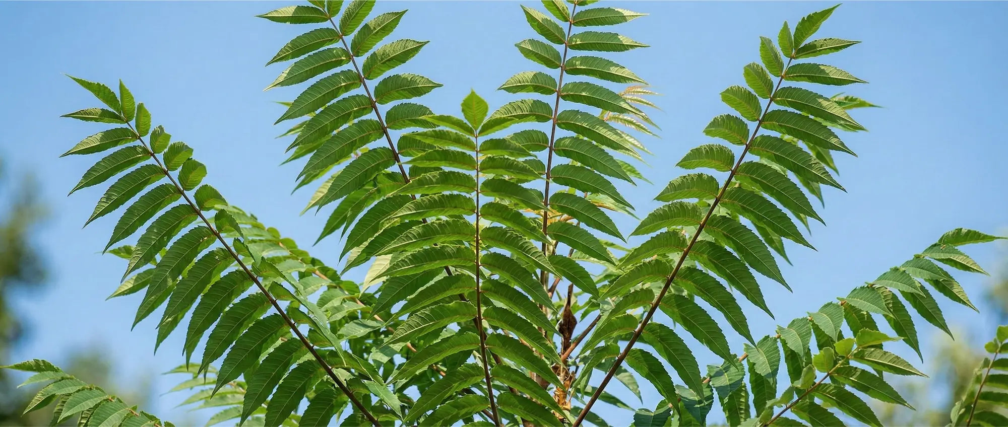 Upward view of large pinnately compound leaves of an Ailanthus altissima tree against a clear blue sky.