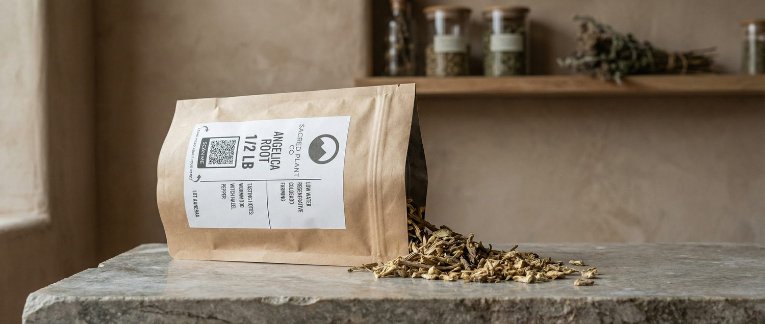 Dried angelica root spilling from a Sacred Plant Co kraft apothecary bag onto a stone surface in soft natural light