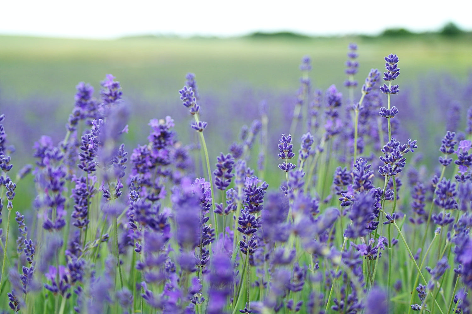 Lavender field in full bloom at Sacred Plant Co's Low Water Regenerative Colorado Farm. Rows of vibrant purple flowers extend across the landscape, showcasing the farm's commitment to sustainable farming practices