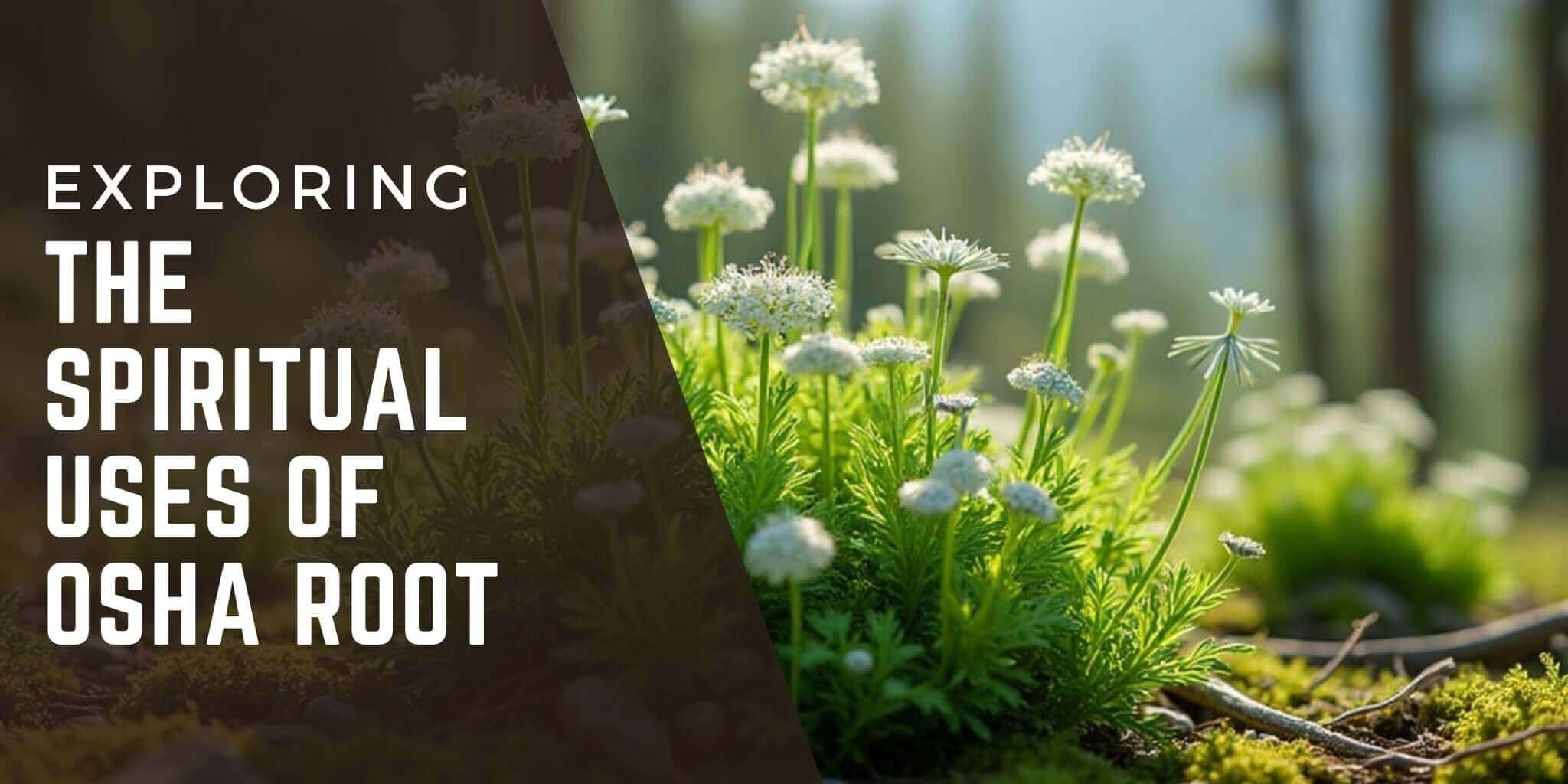 Cluster of blooming Osha plants with delicate white flowers growing in a sunlit forest, surrounded by moss and earthy tones. Overlay text reads 'Exploring the Spiritual Uses of Osha Root,' blending nature's beauty with a focus on herbal spirituality.