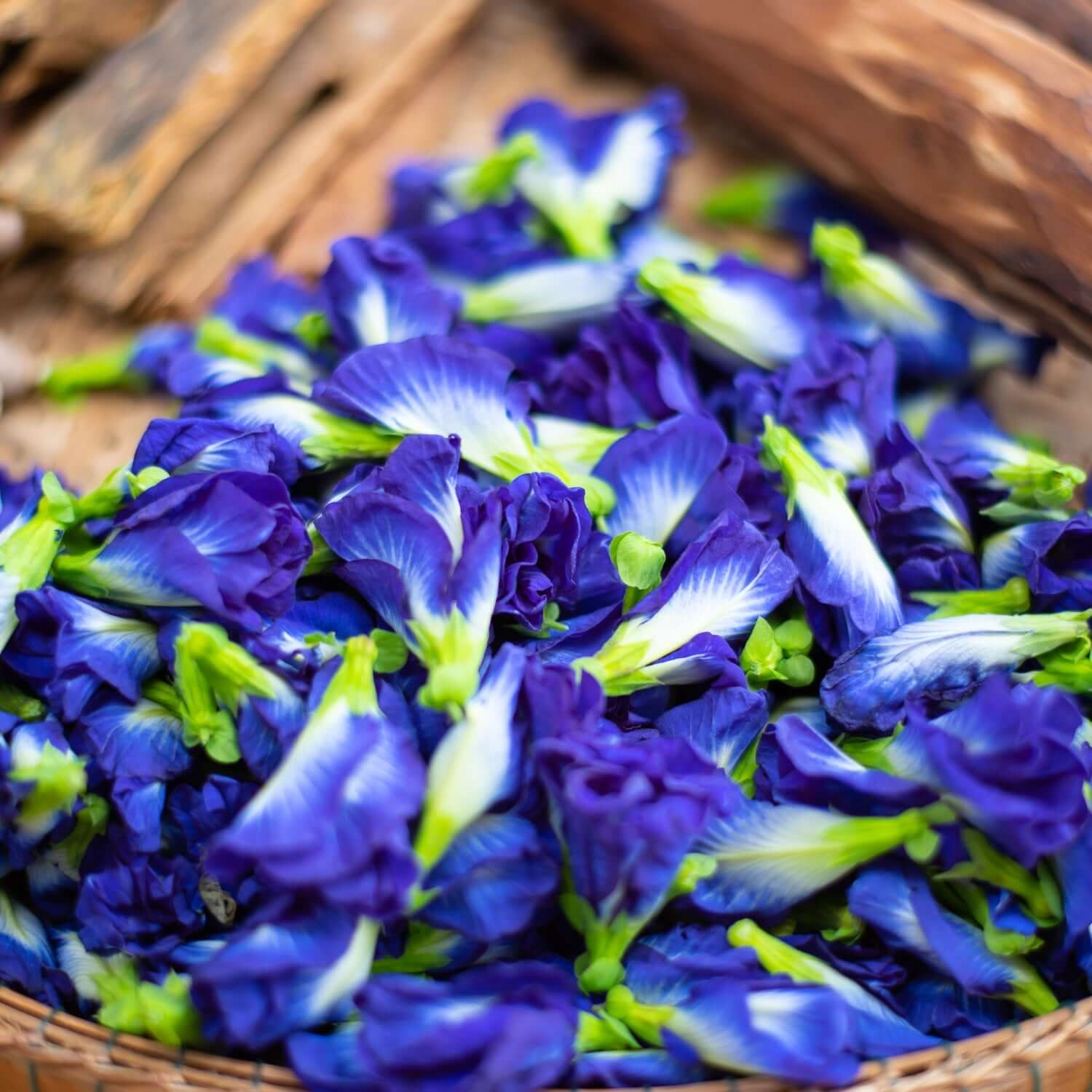 Exploring the Wonders of Butterfly Pea Flower