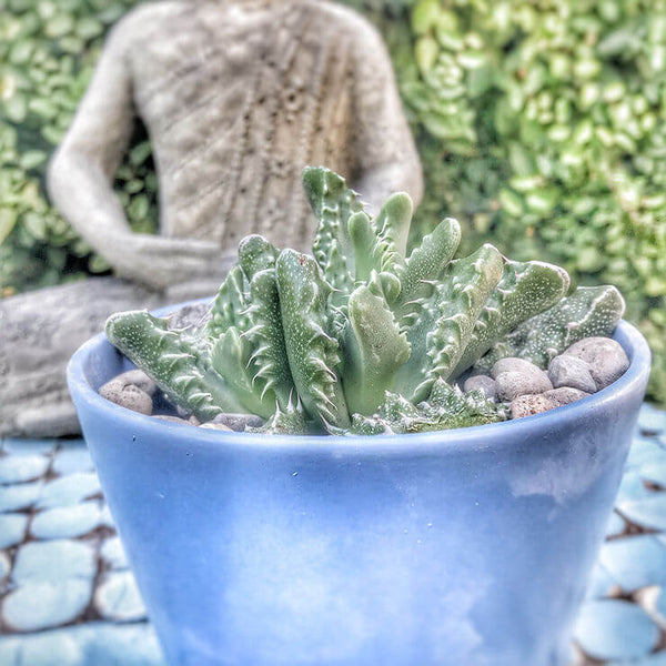 Growing Haworthia Lion's Tooth Succulent