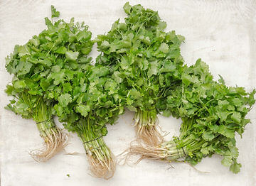 How to Grow Moss Curled Parsley from Seed!