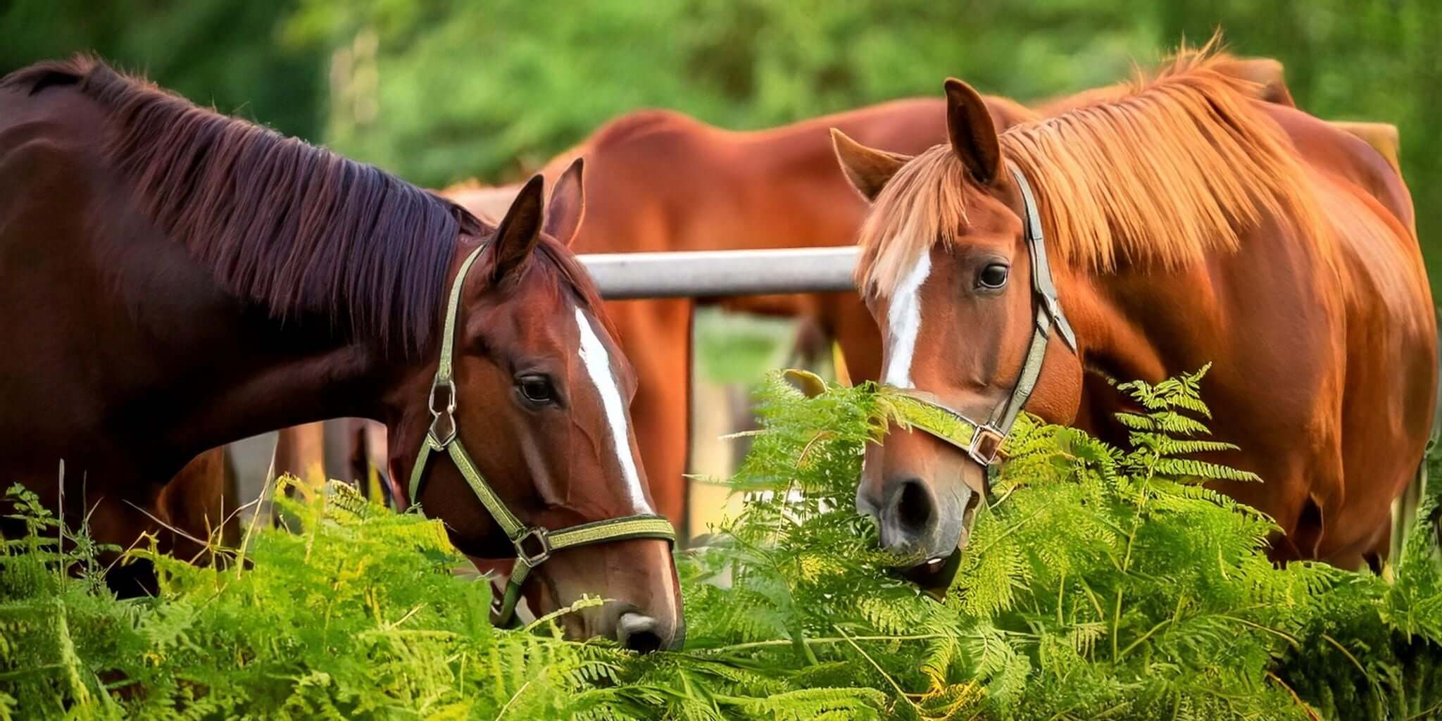 Close-up of two beautiful chestnut horses wearing halters, grazing amidst lush green foliage, symbolizing the natural harmony of horses and their environment.