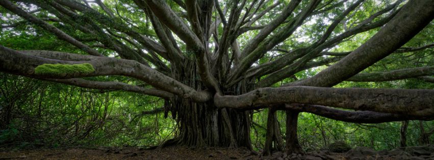 A sprawling banyan tree with wide-reaching branches and iconic aerial roots, showcasing its majestic canopy in a lush, green forest setting.