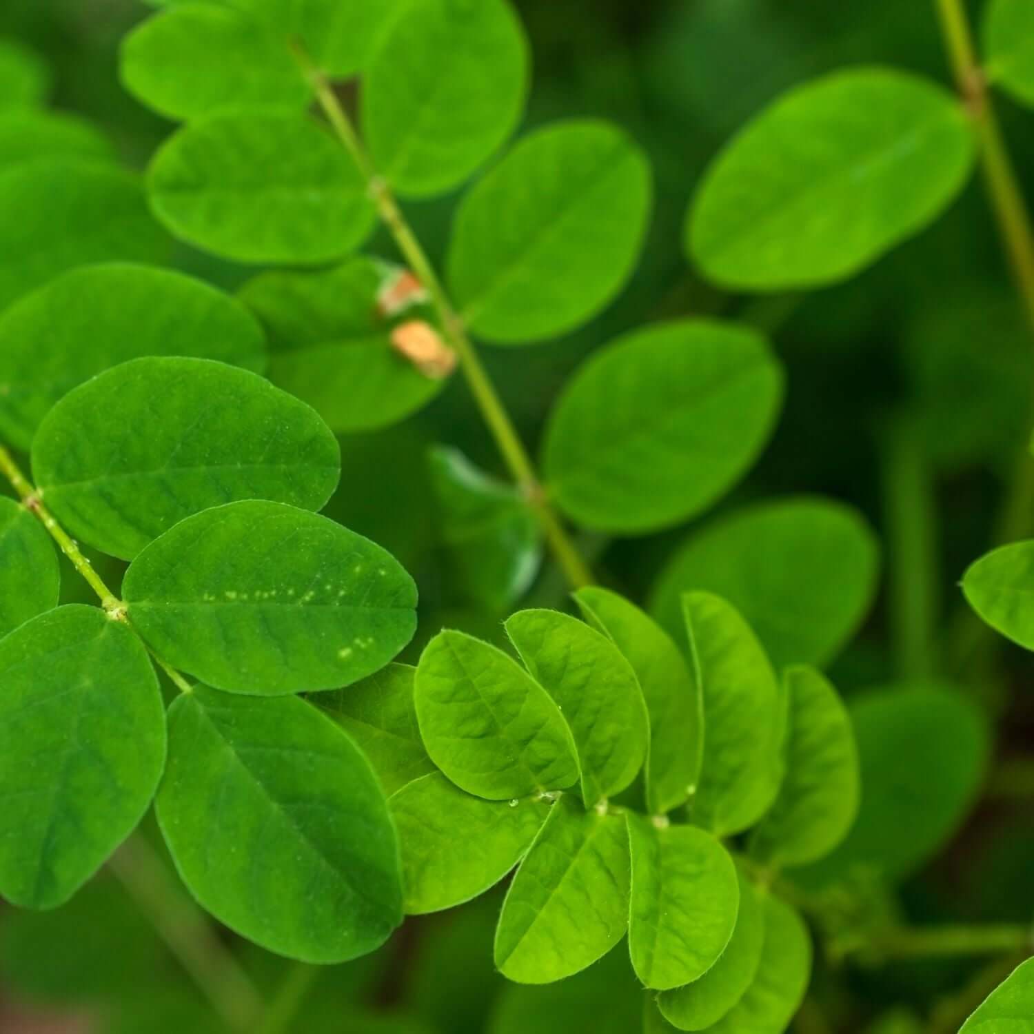 Unlocking the Power of Astragalus Root in Traditional Chinese Medicine