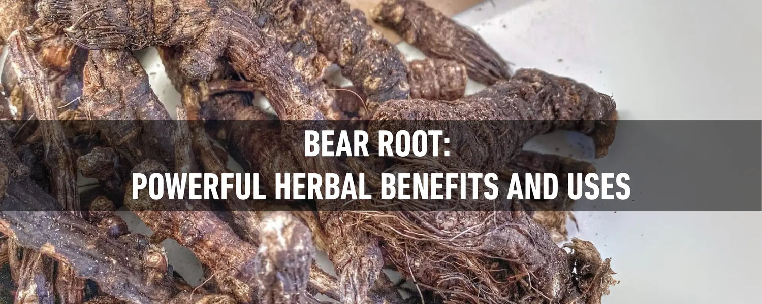 Close-up of dried Bear Root (Osha, Ligusticum porteri) on a white background—rugged roots from a traditional Rocky Mountain herb.
