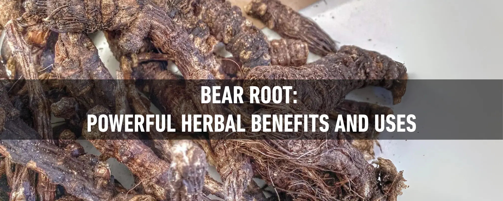 Close-up of dried Bear Root (Osha, Ligusticum porteri) on a white background—rugged roots from a traditional Rocky Mountain herb.