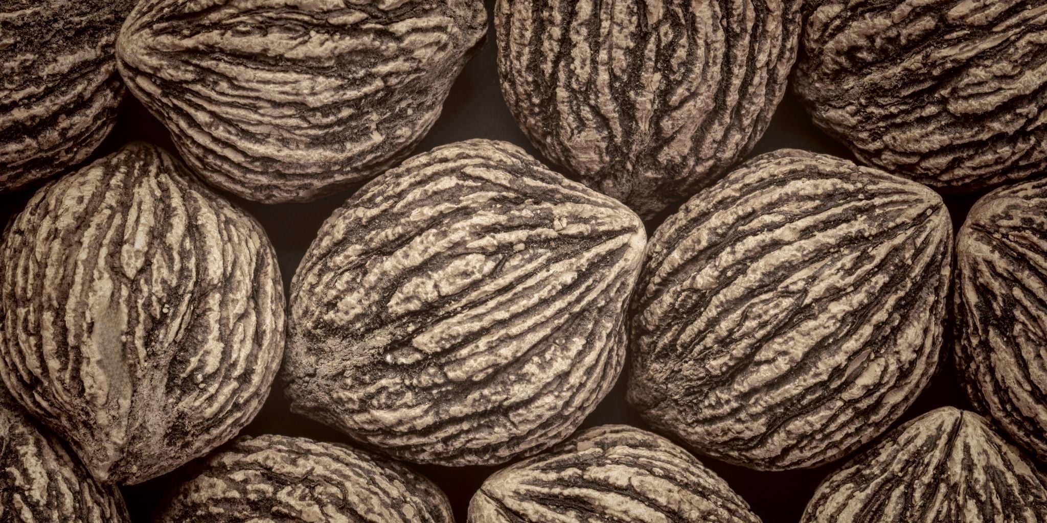 Close-up image of black walnut seeds showing their rough, textured, and ridged outer shells. The earthy tones and intricate patterns highlight the natural beauty of the seeds.