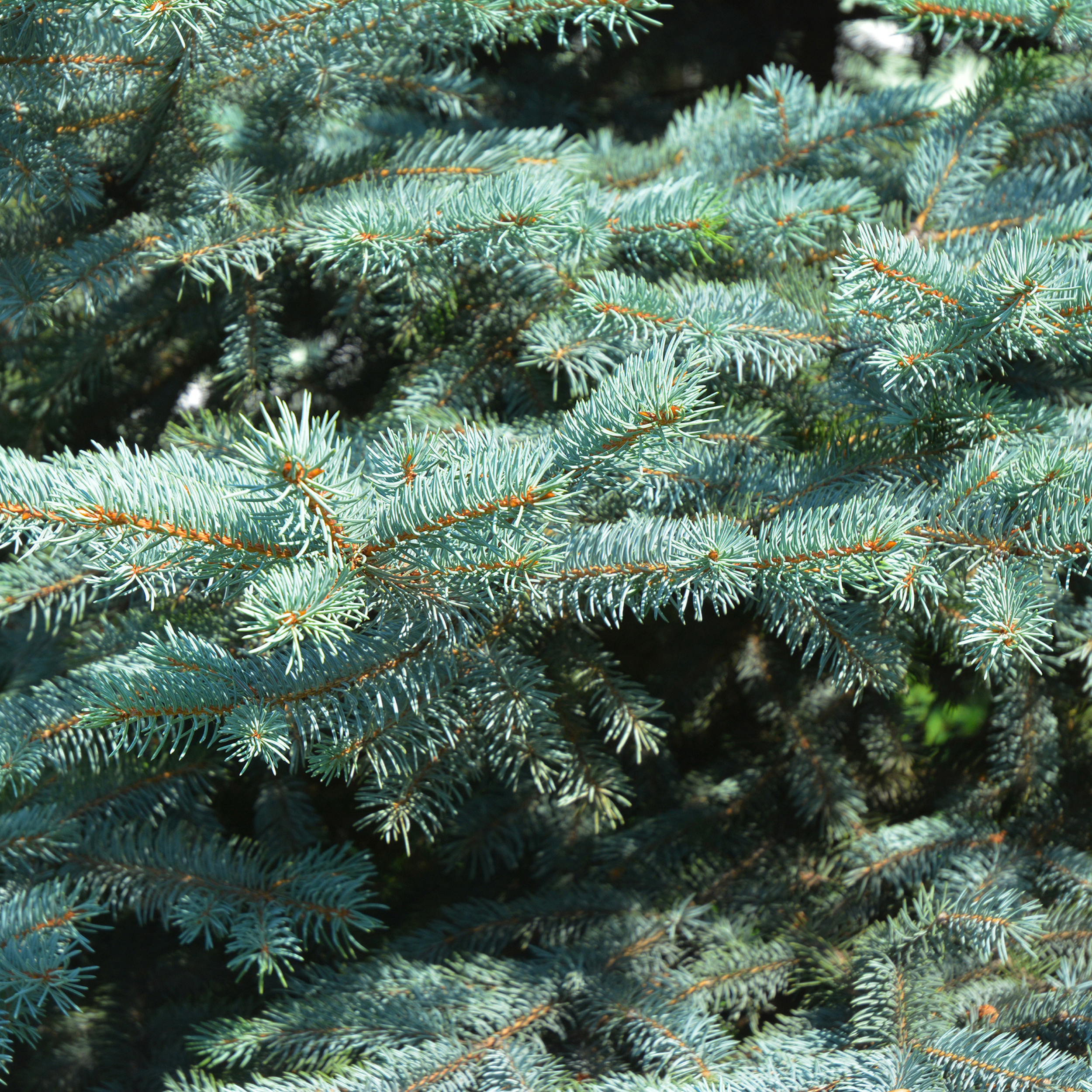Close Up Image Of Blue Spruce Branches. 