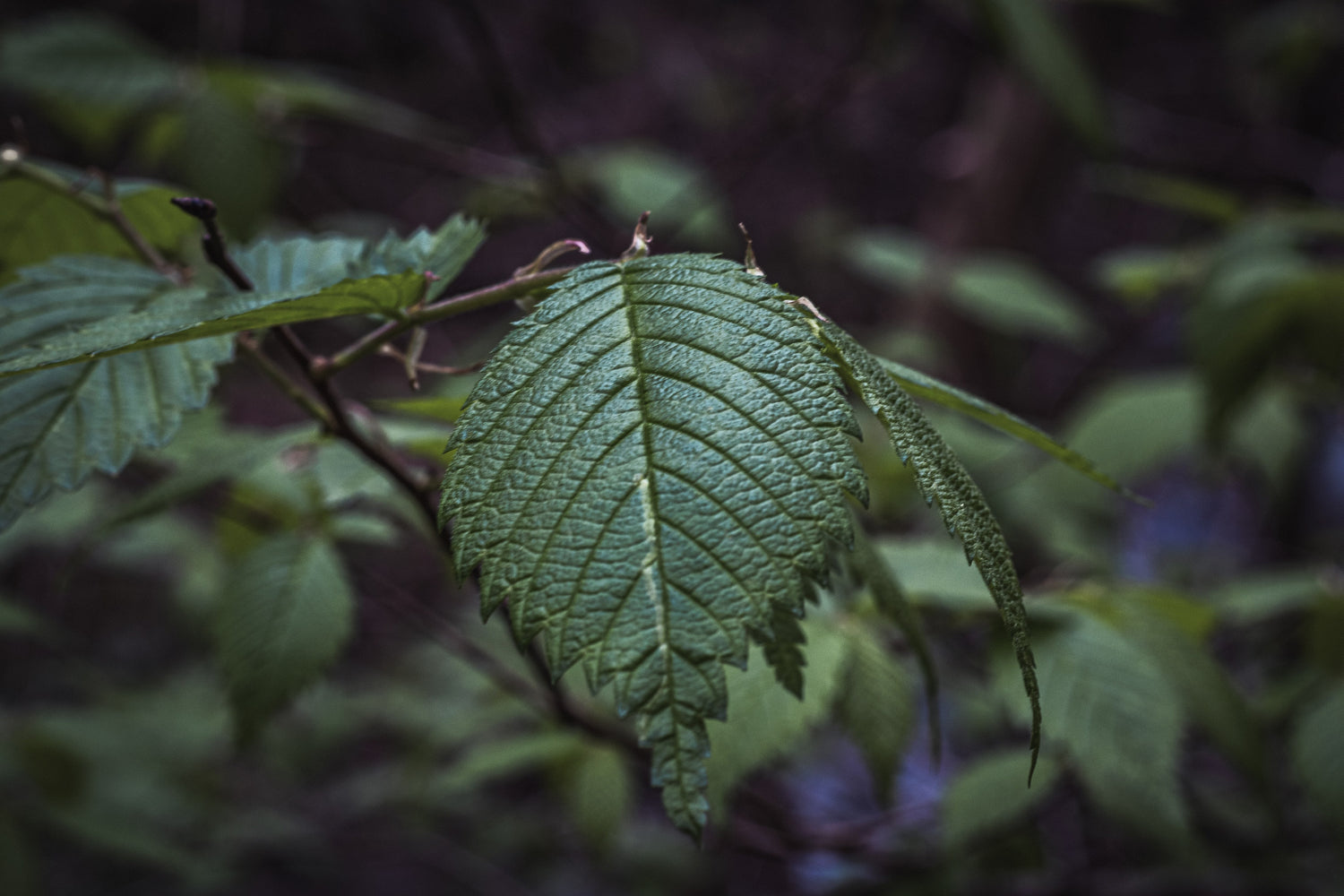 Slippery Elm: The Rugged Lullaby of the Forest's Underbelly—A Saga of Guts and Glory