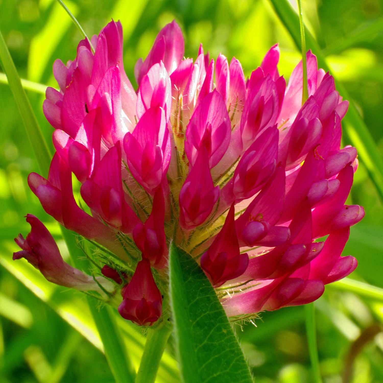 Harnessing the Power of Red Clover Blossoms: A Natural Remedy from I·M·POSSIBLE Farm