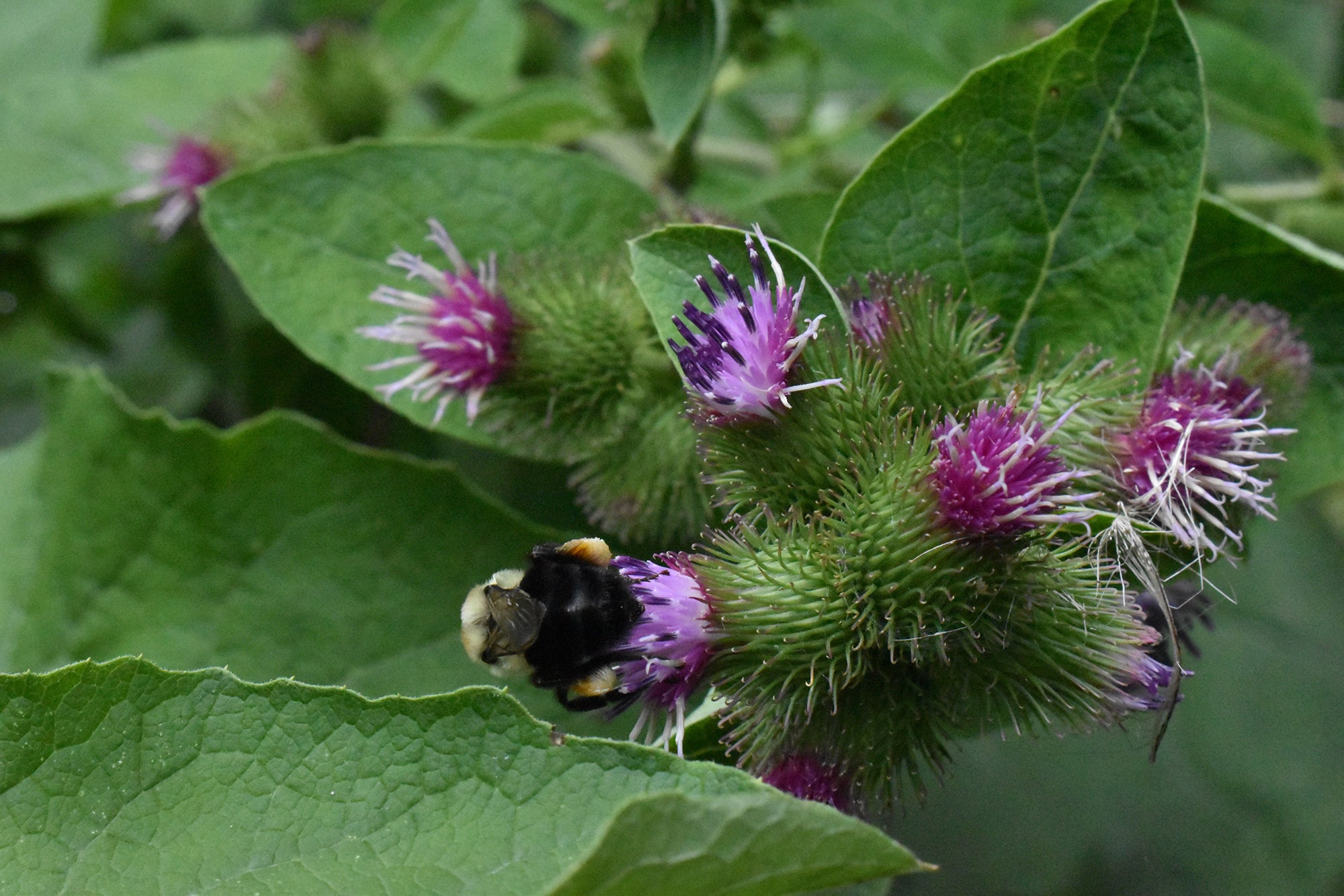 Embracing the Wild: Burdock Leaf's Herbal Legacy - Experience Nature's Healing with Sacred Plant Co