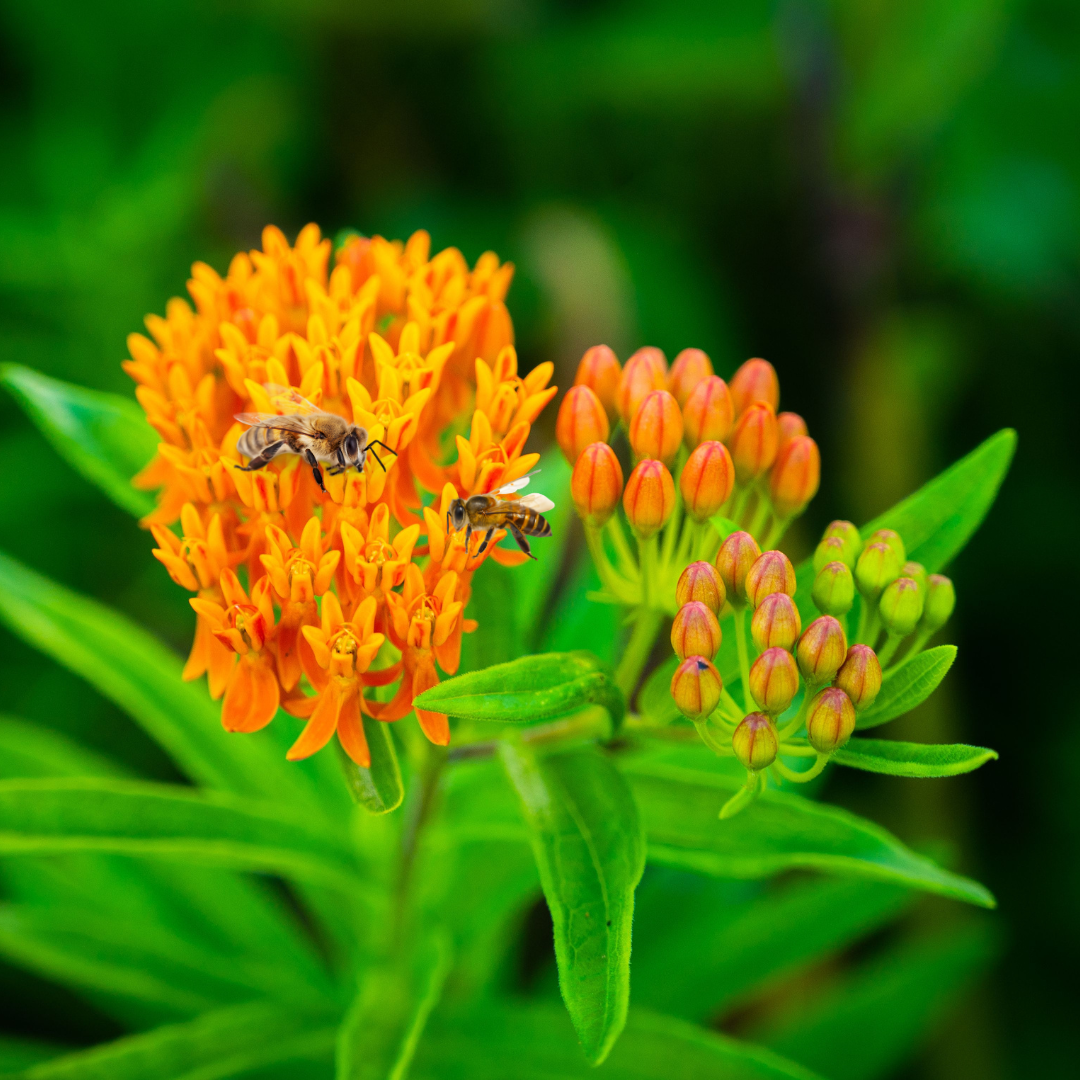 How to Plant Butterfly Weed from Seed: A Step-by-Step Guide