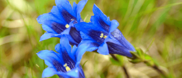 Gentian: The Root of Bitter Wisdom