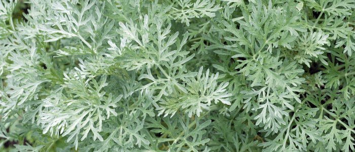 Fresh wormwood plant