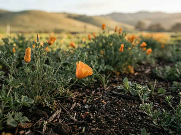 Bright California poppies blooming in dark, sharply drained soil, displaying the lean conditions required for peak alkaloid concentration.