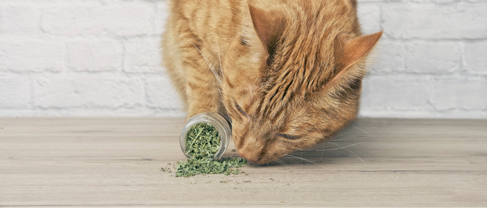 Catnip: The Feline Euphoria & Herbal Marvel