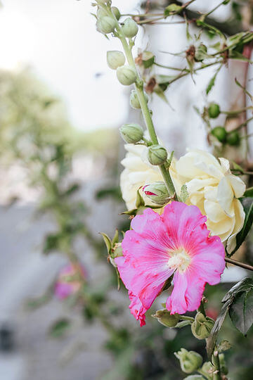How to Grow Hollyhock from Seed!