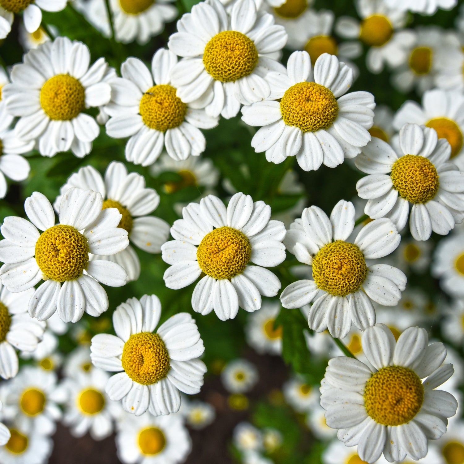 The Soothing World of Dried Chamomile Flowers: From Cultivation to Cup