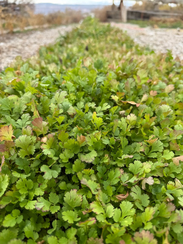 How to Grow Cilantro From Seed: A Regenerative Beyond-Organic Guide