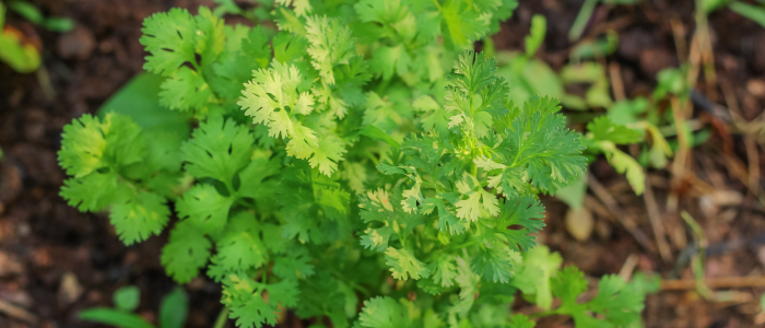Cilantro: The Polarizing Herb with a Storied Past