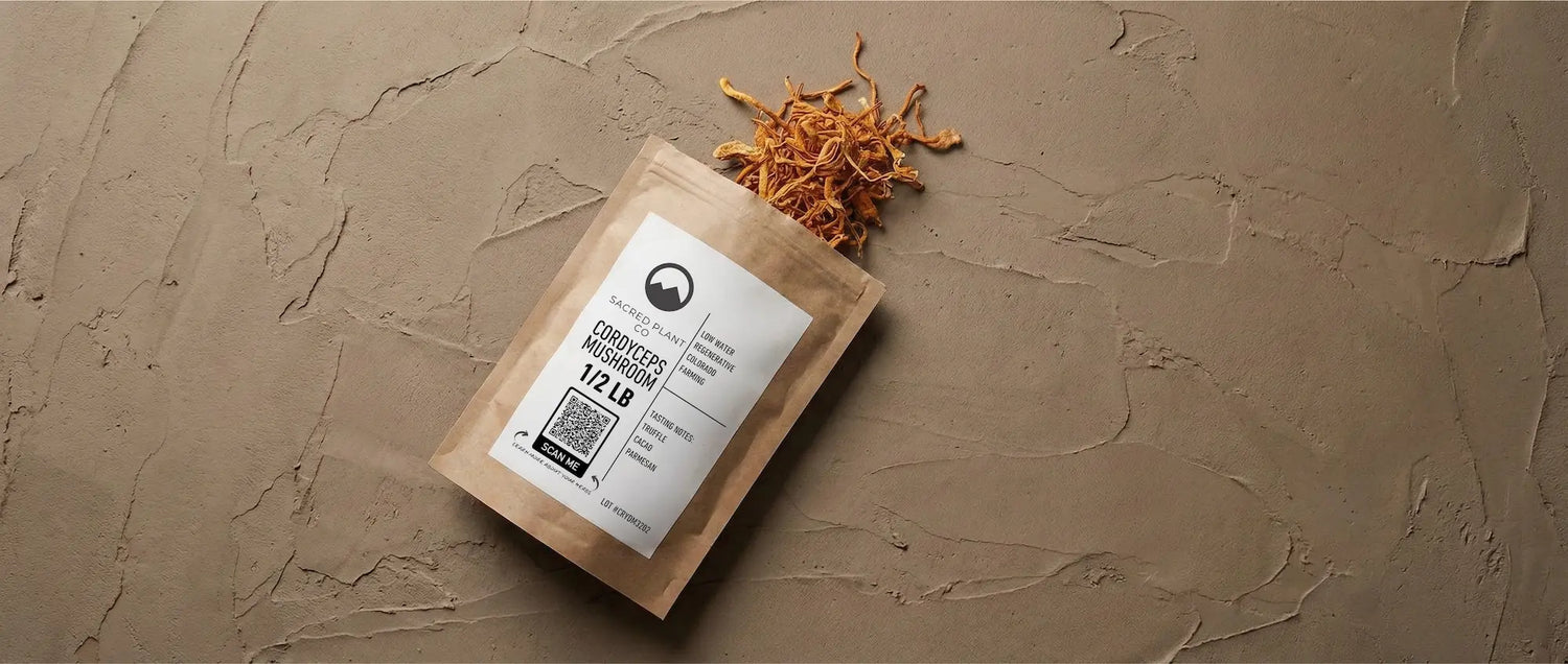 Premium Cordyceps militaris whole herbs for energy support, showing the distinct orange color of high-quality fruiting bodies.