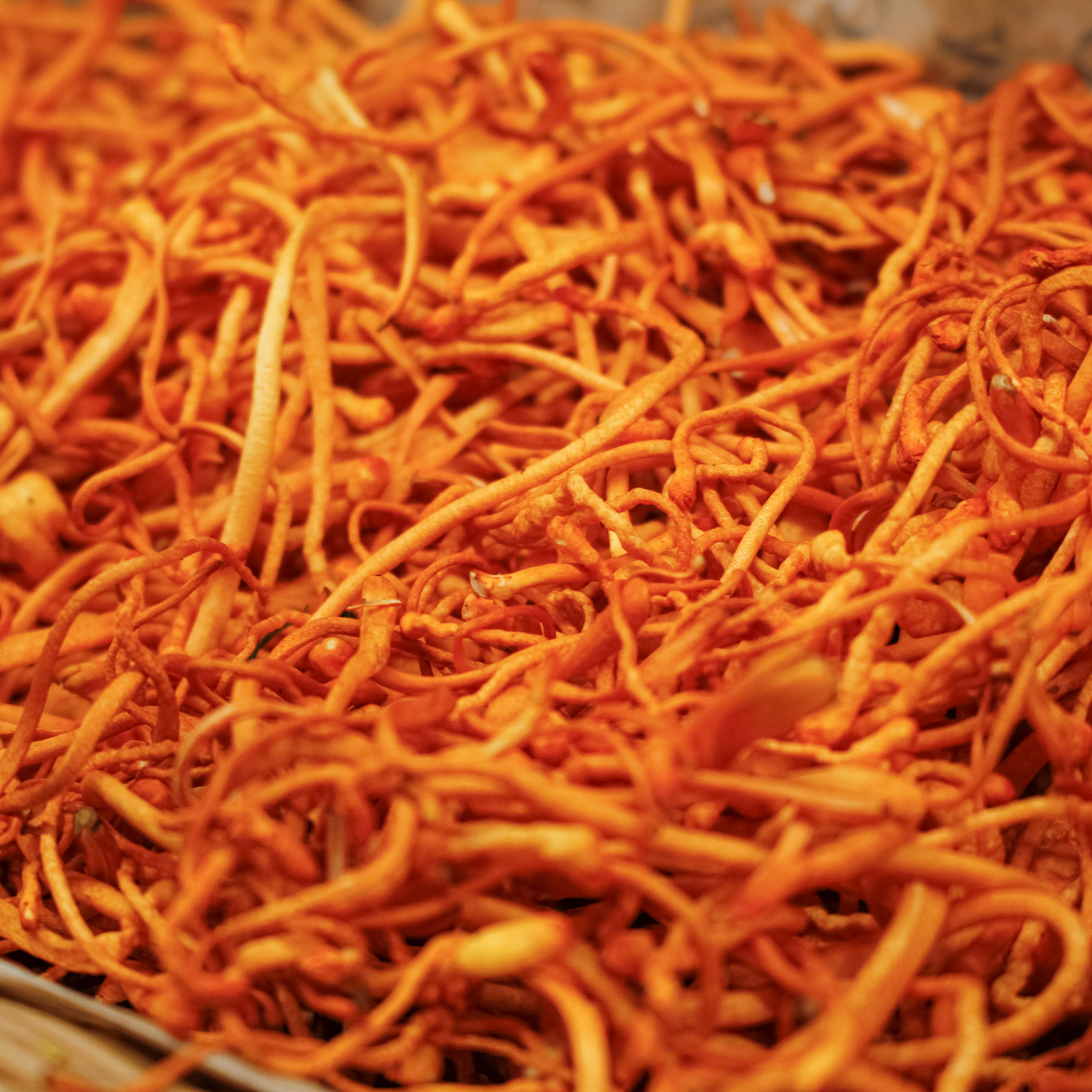 Image of Cordyceps Mushrooms up close. 