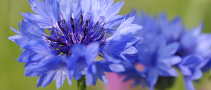 Cornflower Petals: A Touch of Blue Elegance