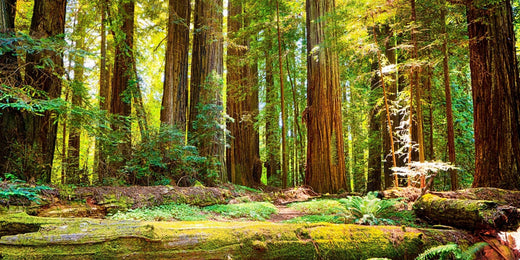 Sunlight filtering through the towering Coastal Redwood trees in a lush, vibrant forest with moss-covered logs and ferns blanketing the forest floor.