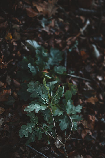 How to Grow Arugula from Seed!