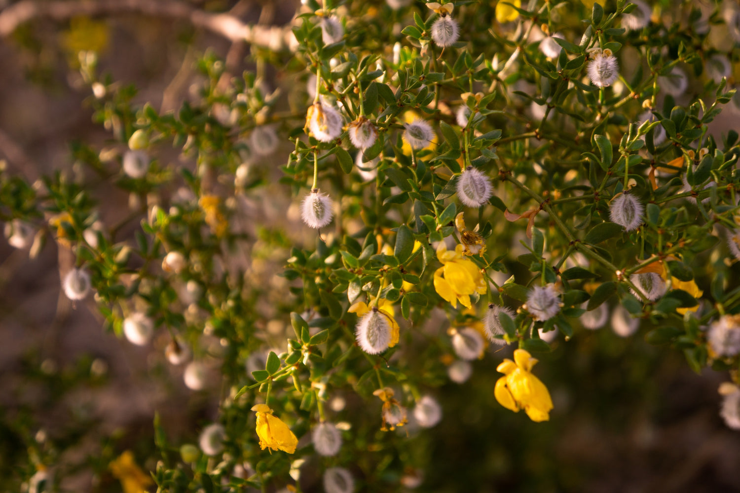 Chaparral Leaf: The Desert's Alchemist—An Odyssey in Sand and Sagebrush