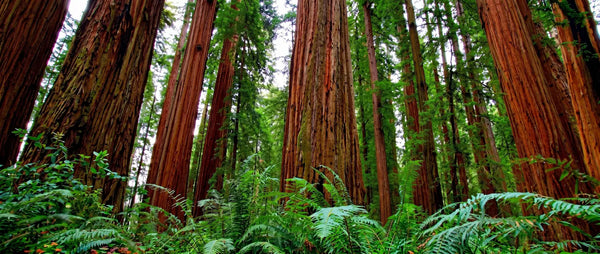 A low-angle view of a dense redwood forest featuring towering reddish-brown tree trunks and a lush understory of vibrant green ferns.