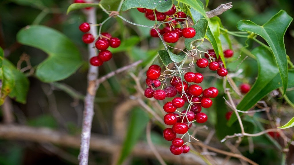 The Root of the Matter: Unearthing the Secrets of Sarsaparilla - An Invigorating Dive with Sacred Plant Co