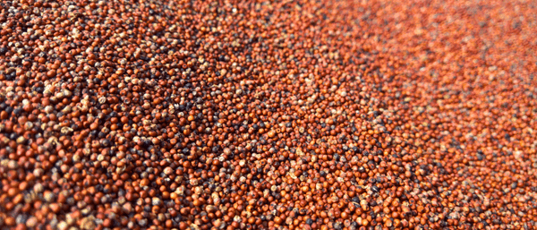 Growing Purple Millet From Seed
