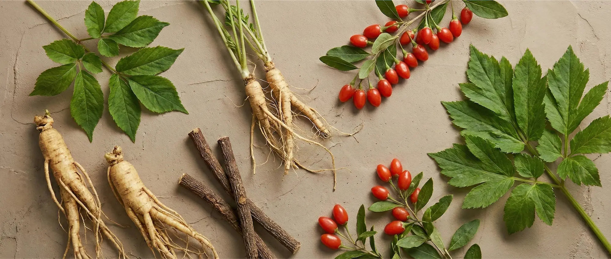 Freshly harvested TCM herbs including Ginseng and Goji berries, showcasing the vitality of regenerative agriculture and authentic Di Tao sourcing.